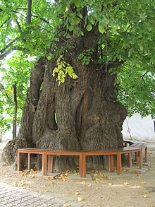 220px-Kaditzer_Linde_Hauptstamm