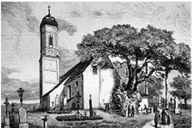 Foto 5 Edignas linden tree