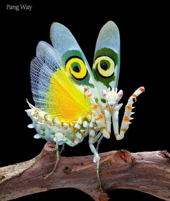 The noble Mantis: Wisdom of the San people | Path to the Maypole of Wisdom
