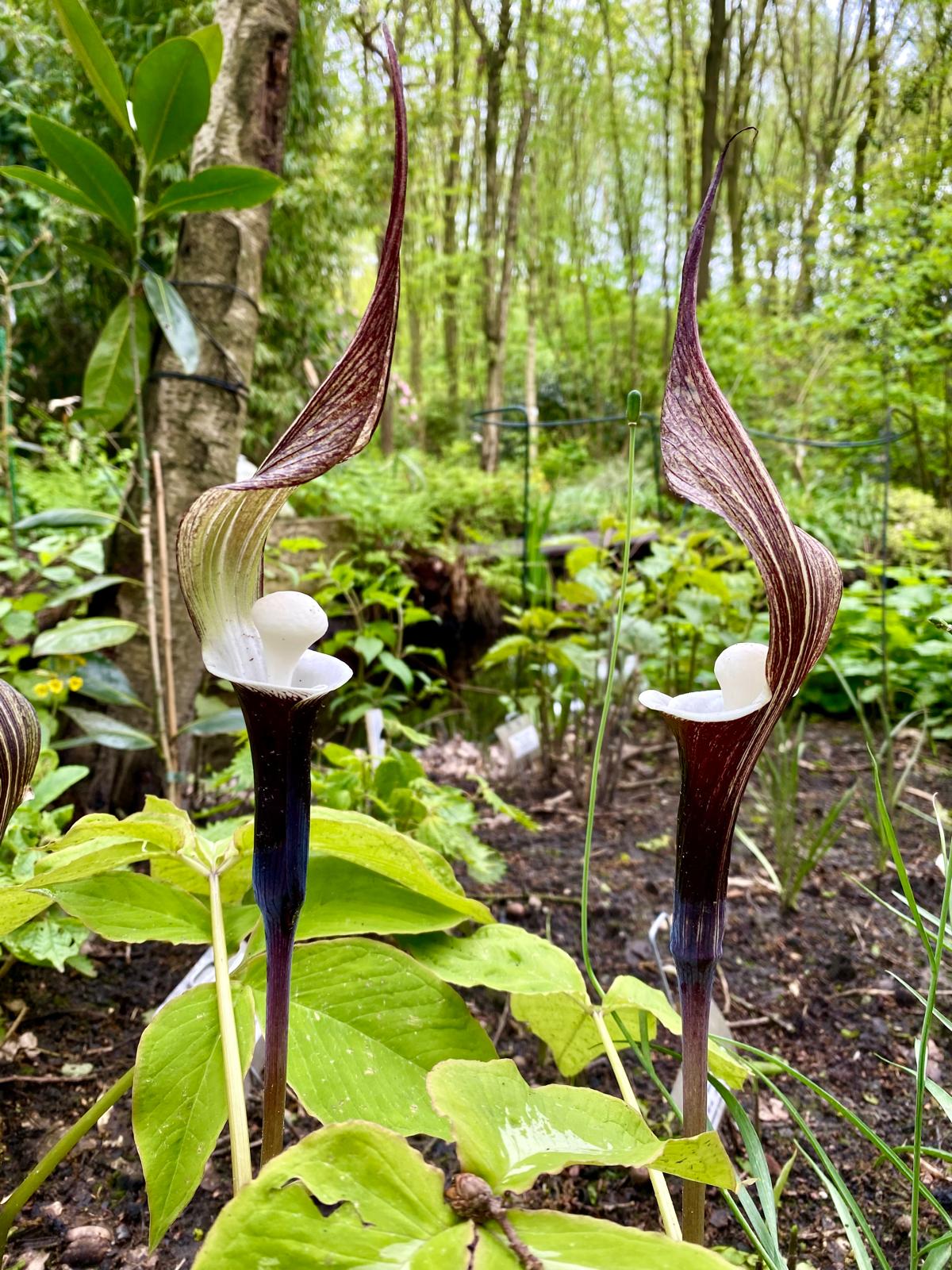 洋書 Visions of Xanadu by Marshall Suther A. J. Broomhall: A Missiological Practitioner - OMF